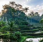 ubud view